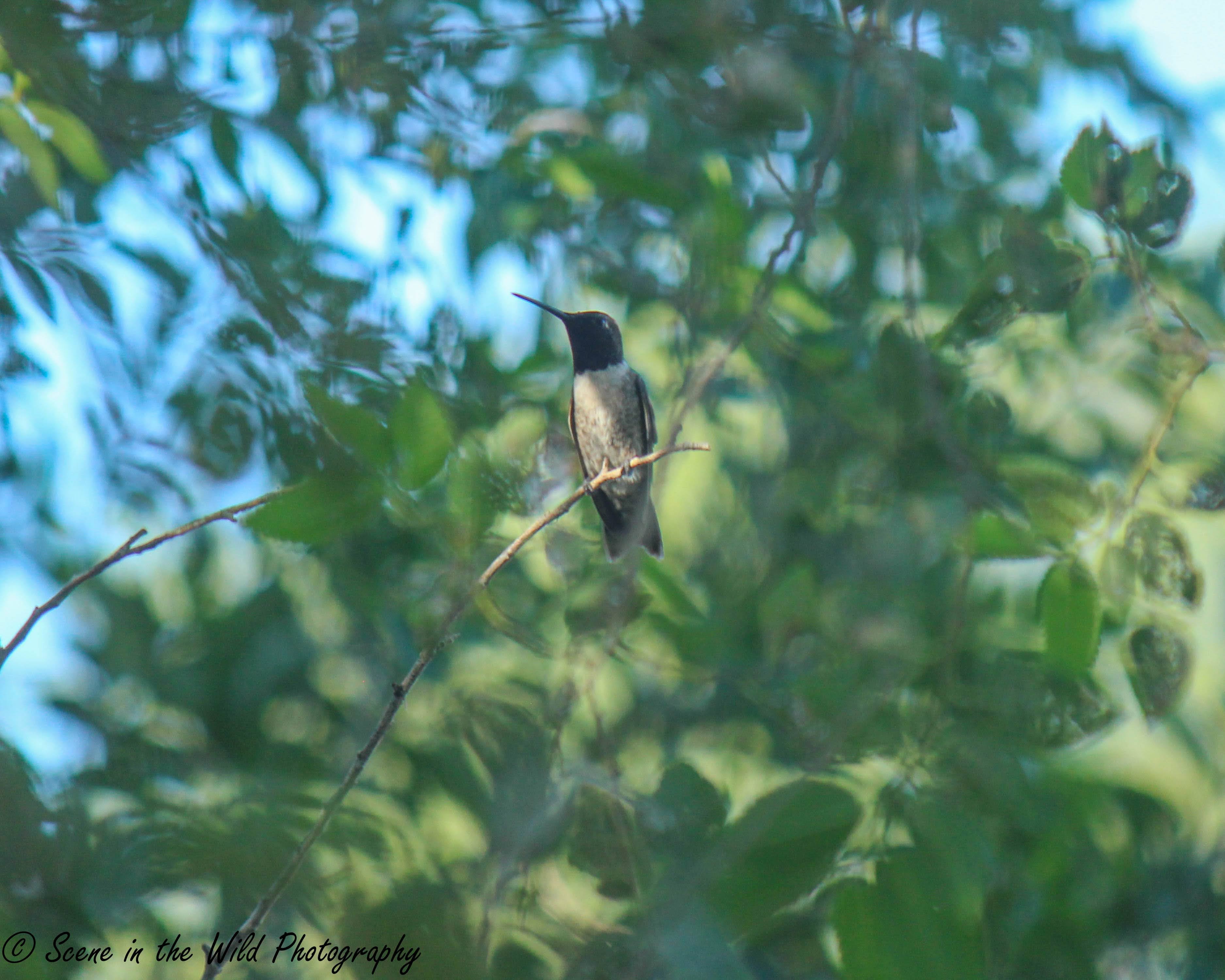 humming bird seconews.org